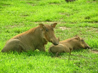 Warthogs